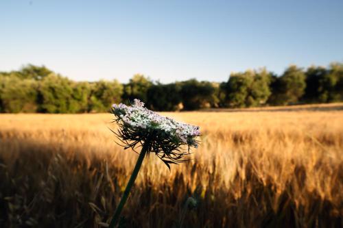  Luisa Country House - Relax tra le colline marchigiane in Civitanova Marche