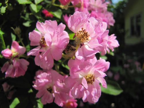 5 Ojo Inn Bed and Breakfast 5 Ojo Inn Bed and Breakfast