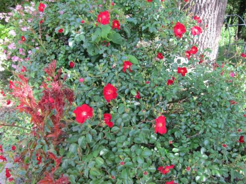 5 Ojo Inn Bed and Breakfast 5 Ojo Inn Bed and Breakfast