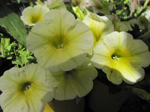 5 Ojo Inn Bed and Breakfast 5 Ojo Inn Bed and Breakfast