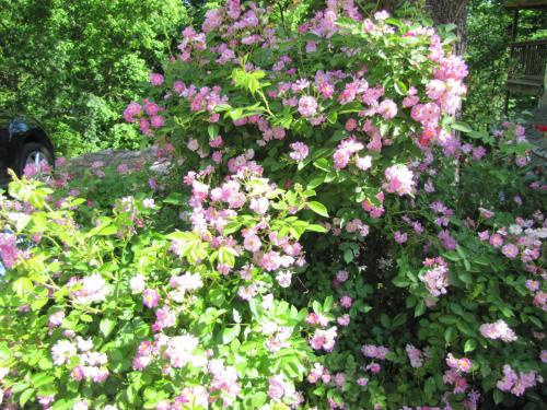 5 Ojo Inn Bed and Breakfast 5 Ojo Inn Bed and Breakfast