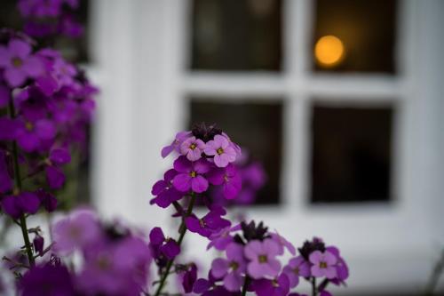Findon Manor Hotel - image 10