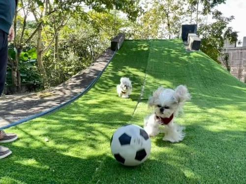 宜蘭81 Boat輕旅 寵物友善 小團體包棟 獨棟villa 宜蘭81 Boat輕旅 寵物友善 小團體包棟 獨棟villa