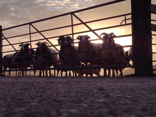 Barley Cottage - 5* Cyfie Farm with log burner and private covered hot tub Barley Cottage - 5* Cyfie Farm with log burner and private covered hot tub