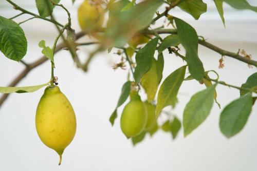 Lemon Tree Hotel - image 2