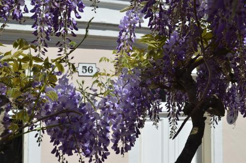 Wisteria