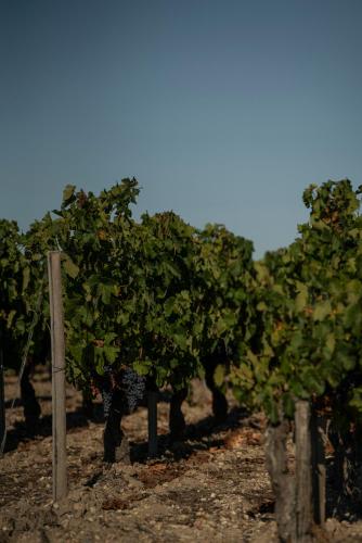 Château Leboscq, Médoc