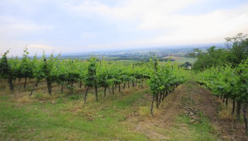 Agriturismo Gaggioli Borgo Delle Vigne