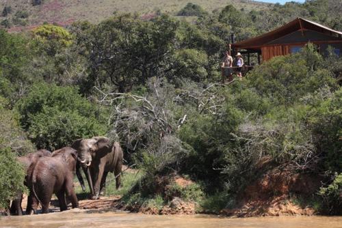 Barefoot Addo Elephant Lodge