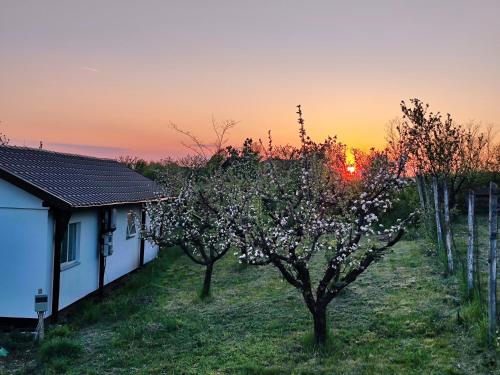 Căsuța din livadă