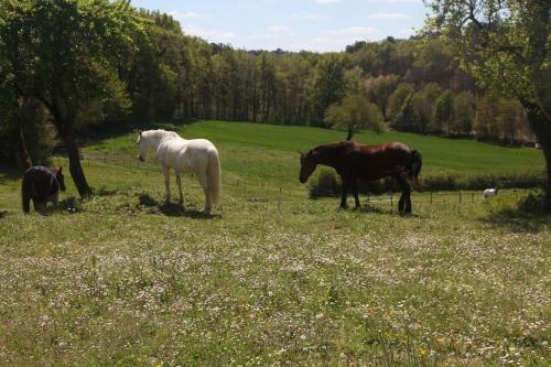 Sérénité à la ferme équestre (Serenite a la ferme equestre) in Lempzours