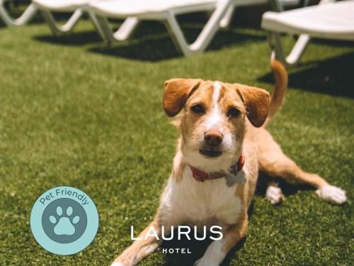 Laurus Hotel - image 3