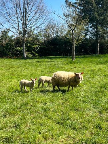 les grandes hayes in Le Mele-sur-Sarthe