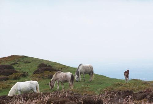 Apkārtne, Stunning cottage nestled under the Longmynd Hills. in Craven Arms