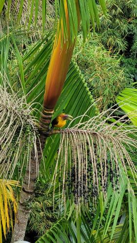 Toca da Tulipa in Praia Grande