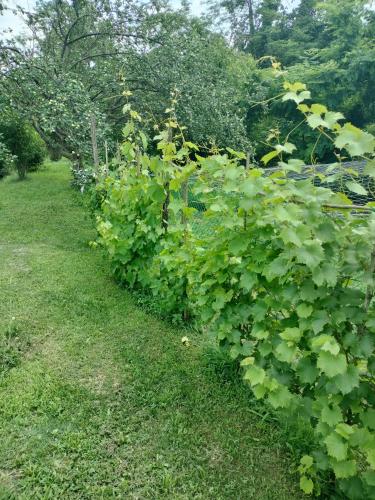 Casa relax immersa nel verde della natura