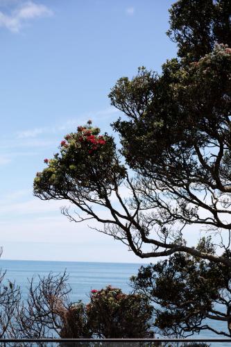 Oakura Beach Front Apartments - Tap to explore photos