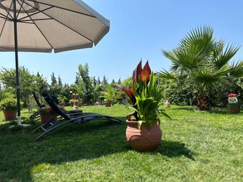 Olympus Sea View Apartment. - Γαλάτιστα