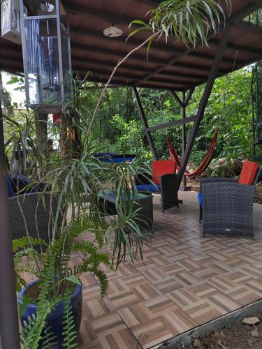 Salamandra Costa Rica in Suburbs