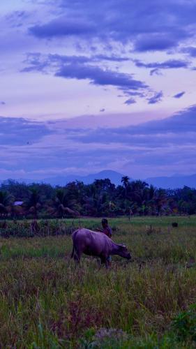 Sumatra Expedition Lodge