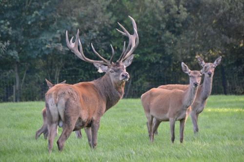 Ballinwillin House and Farm Ltd - image 5