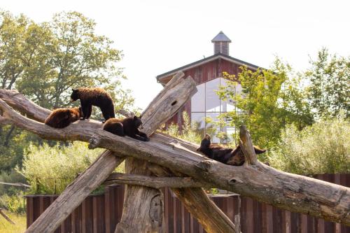. Parc Animalier de Sainte-Croix