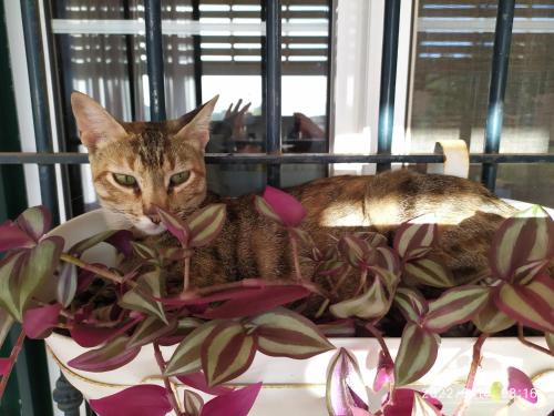  Casa Natura in Castro Marim