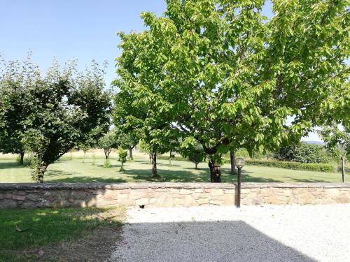 Dārzs, Il papavero verde in Lucignano