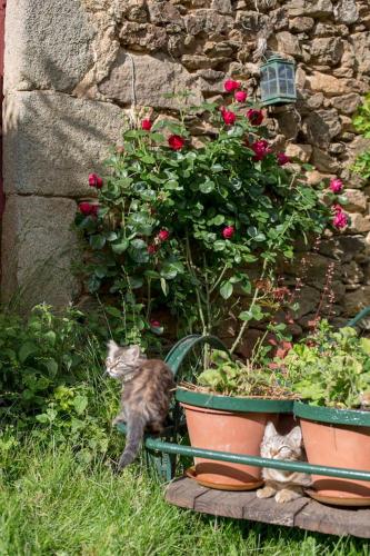 Gîte La Maisonnette La Petite Joulinie