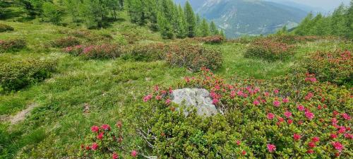 Hotel Avers – Am Bach (Avers), OK