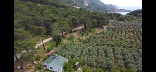 Gelidonia Fenerium Holiday Home, Antalya (photo 6)