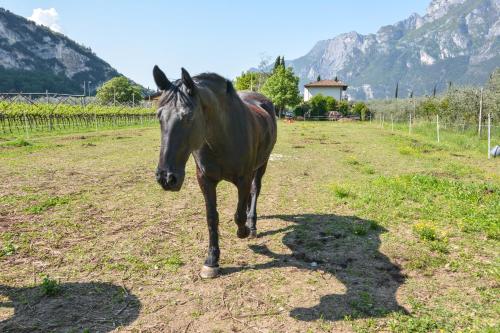 Agritur Girasole - image 2