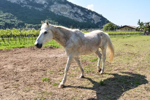 Agritur Girasole - image 14