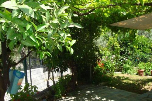 Grapes and Roses Grapes and Roses