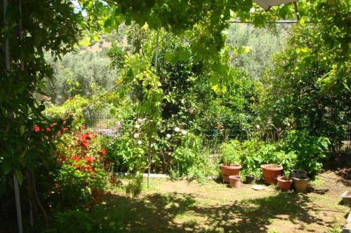 Grapes and Roses Grapes and Roses