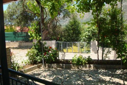 Grapes and Roses Grapes and Roses