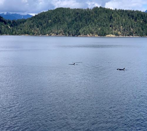 Earls Cove Orca View