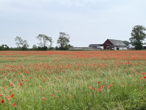 Newly built cozy cottage on the east side of Öland