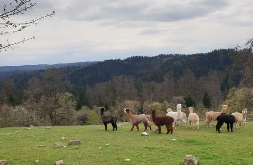 Lana Salta Alpakas - Gemütliche Ferienwohnungen auf dem Bauernhof