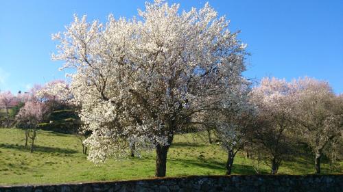 Flor Do Douro - main image