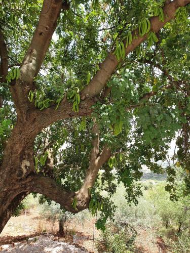 Finca Las Rocas - Rocasita