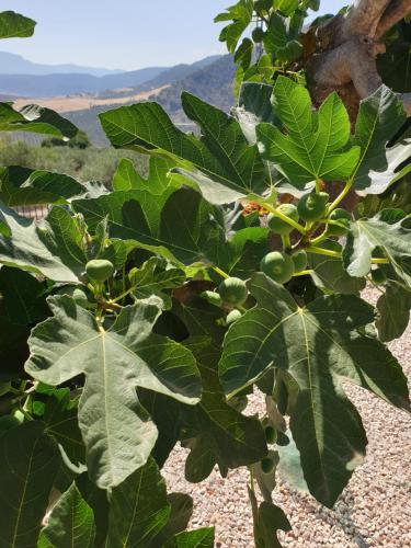 Finca Las Rocas - Rocasita