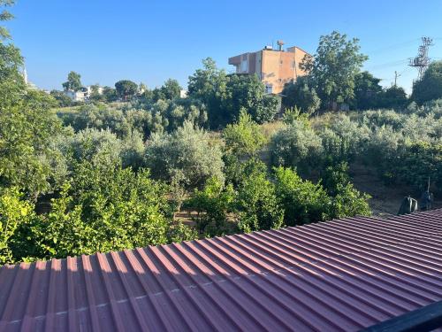 Inside olive trees, 7 min to sea