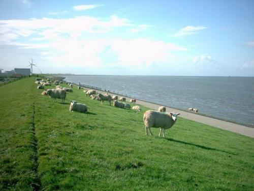 Atmospheric chalet with beautiful garden, on a holiday park near the Wadden Sea