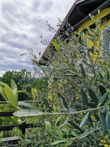 Skats, Haus MARE - entspannen & sonnenbaden in Viskovo