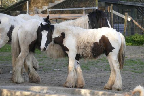 Meschermolen 4 Meschermolen 4