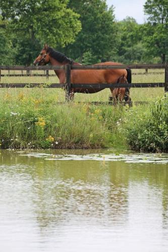 ขี่ม้า, Logement au coeur d'un haras avec accès à l'étang (Logement au coeur d'un haras avec acces a l'etang) in วีลเนิฟ-ออง-แปร์แซญ