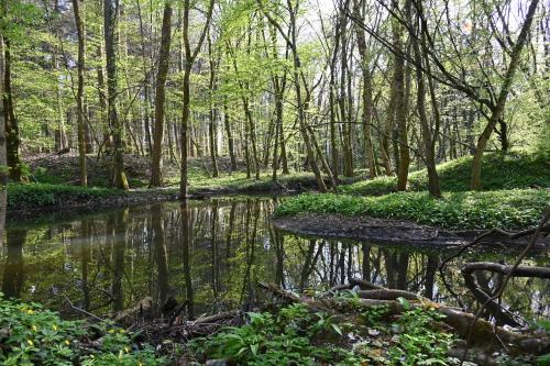 Surrounding environment, Ferienwohnung Camino in Jockgrim