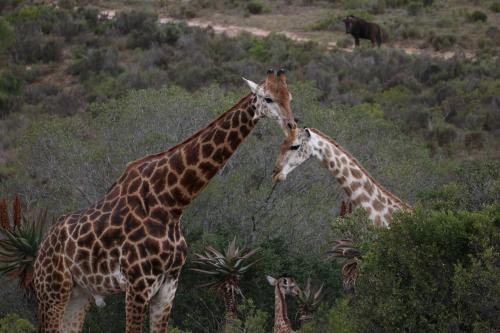 Garden Route Safari Camp