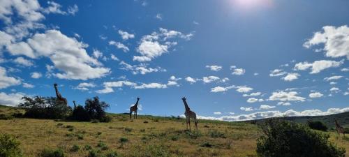 Garden Route Safari Camp